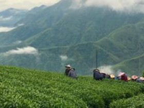 台湾高山茶简短语句全集_金萱乌龙/冻顶乌龙/大禹岭/福寿长青/青心乌龙朋友圈素材