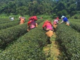 台湾高山茶预售简短语句_台湾乌龙茶正式预售朋友圈素材