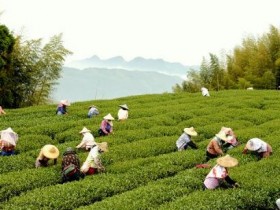 李白《答族侄僧中孚赠玉泉仙人掌茶》解析注释