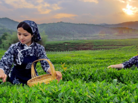 婺源毛尖多少钱一斤