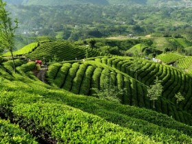 最新仙人掌茶价格行情