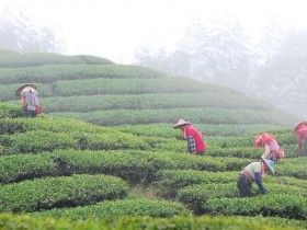 仙人掌茶哪有卖的