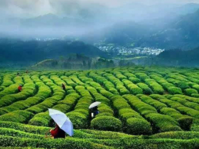 最新婺源毛尖价格表