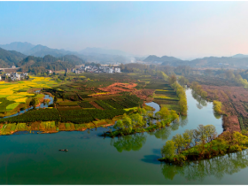 婺源毛尖的功效与作用