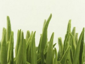 武阳春雨属于什么茶