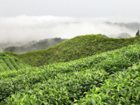 贵定云雾茶产地及生长环境