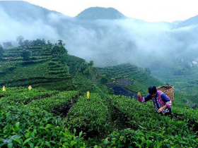 贵定云雾茶价格