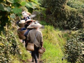 古丈毛尖的地理标志保护范围