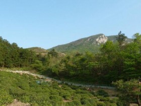 霍山黄大茶的历史由来