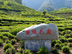 鸠坑毛尖