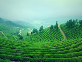 黄山毛尖和毛峰哪个好