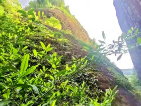 东方六禾 | 带着六禾好茶,迎接春暖花开