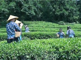 雅茶遗韵焕乡村新颜,为讲好雅安故事、传承雅安文脉奉献青春力量