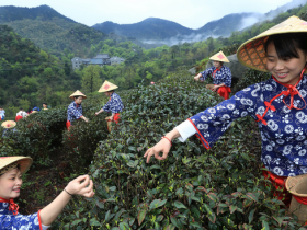 【南岳云雾茶的功效与作用】常喝南岳云雾茶对身体有哪些好处益处