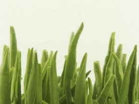 【湄潭翠芽冲泡方法】湄潭翠芽怎么泡才能色香味俱佳