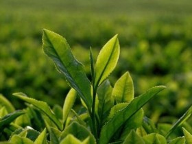 【平水珠茶多少钱一斤】最新浙江名优绿茶平水珠茶价格多少钱