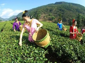【平水珠茶价格行情】最新浙江名茶平水珠茶价格多少钱一斤