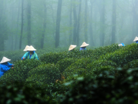 【最新南岳云雾茶价格行情】湖南绿茶精品南岳云雾茶价格多少钱一斤