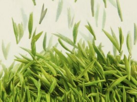 【湄潭翠芽的功效与作用】常喝湄潭翠芽茶对人体有何好处?