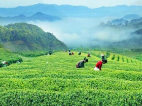 【湄潭翠芽多少钱一斤】最新贵州名茶湄潭翠芽茶叶价格表