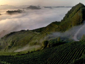【唐代贡茶南岳云雾茶的历史传说】湖南“绿茶王者”南岳云雾茶名字的起源与由来