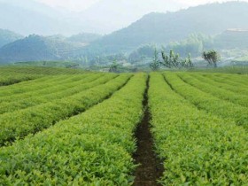 【湄潭翠芽120g盒装价格】贵州名茶湄潭翠芽价格多少钱一盒