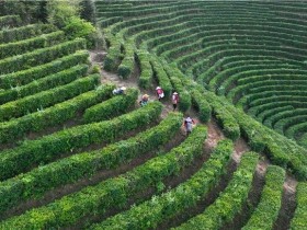 江西遂川戴家埔探索“茶旅融合” 为乡村振兴注入新活力