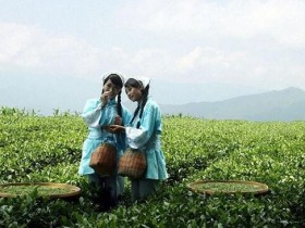 【千岛玉叶茶味道怎么样】浙江名优绿茶千岛玉叶的口感怎么样好喝吗