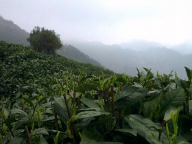 【千岛玉叶的品质特点鉴别方法】如何判断千岛玉叶品质的好坏