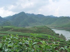 【千岛玉叶和西湖龙井哪个好】浙江名茶千岛玉叶和西湖龙井哪个更值得购买