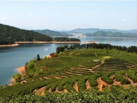 【千岛玉叶多少钱一斤】最新浙江名优绿茶千岛玉叶价格表